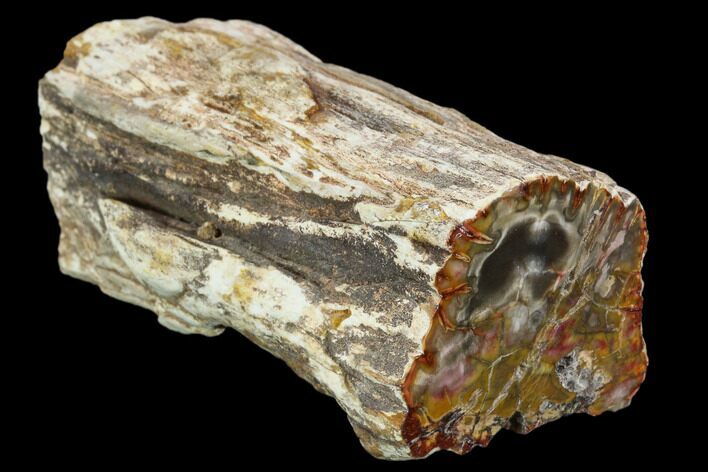 Polished Petrified Wood Limb - Madagascar #106646